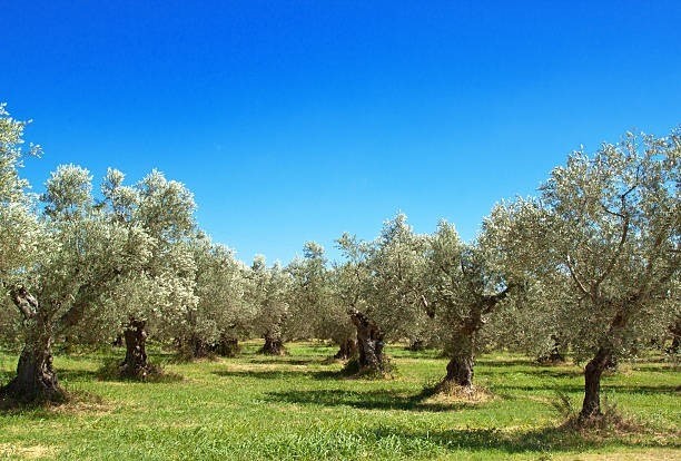 Rejas de arado y rejas de tungsteno