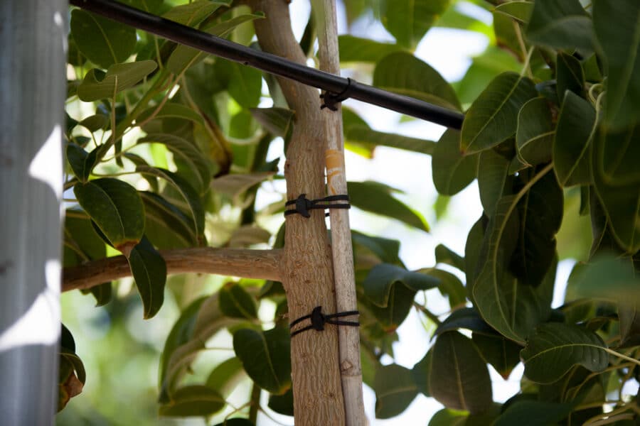 Goma ancla nº 20 (bolsa 125 und.) - Imagen 3