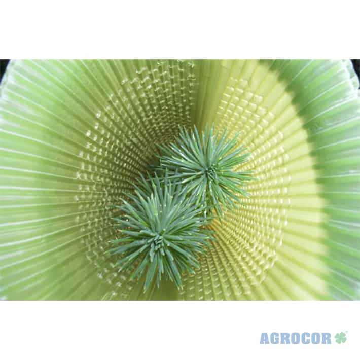 Protector forestal tubo 0,60 mts cerrado - Imagen 8