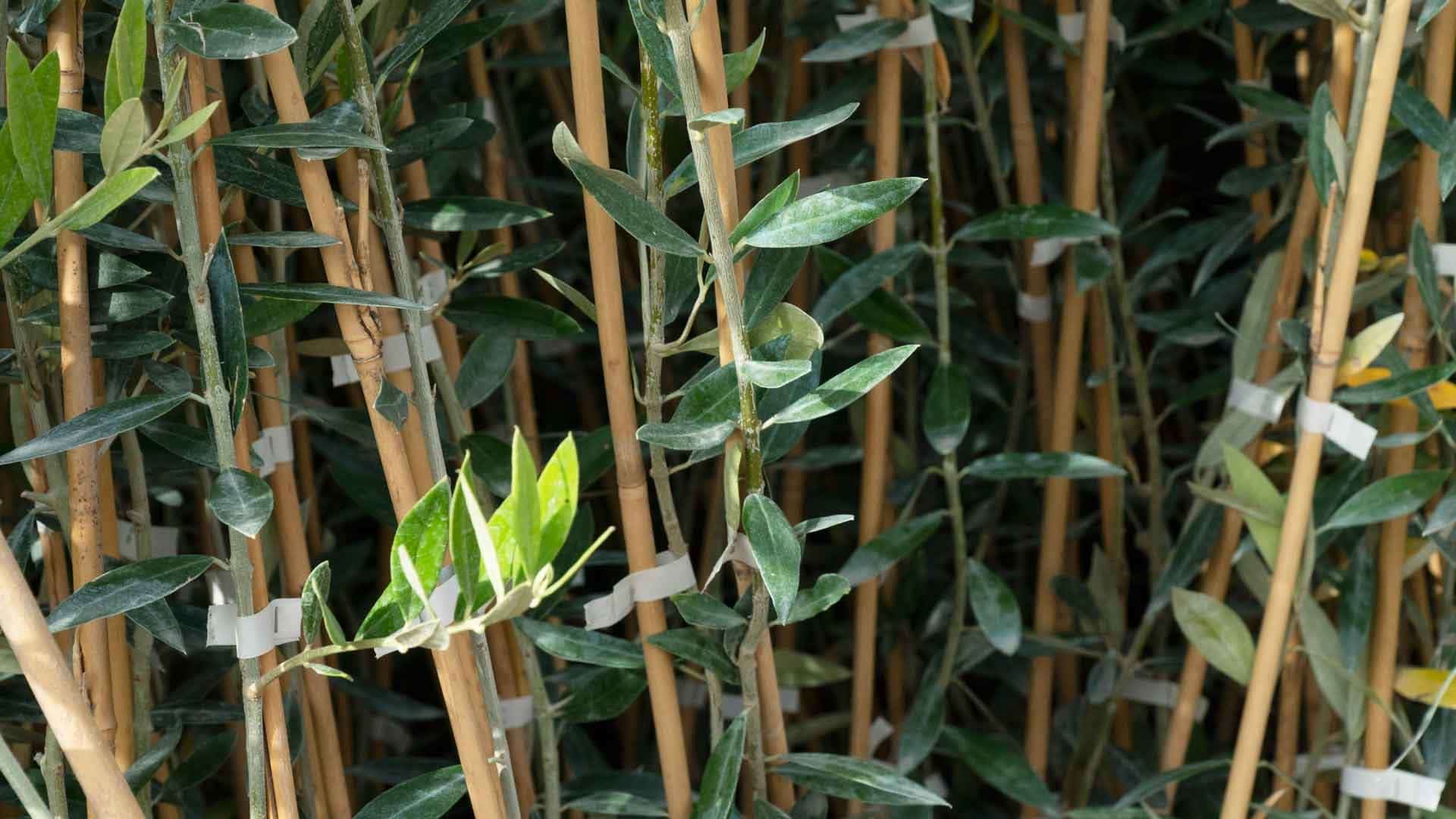 Tutor bambu 2,10 mt. 16/18 - Imagen 2